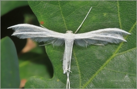 <p>PERNATUŠKA TRNKOVÁ (Pterophorus pentadactyla) (Jiříkov)</p>